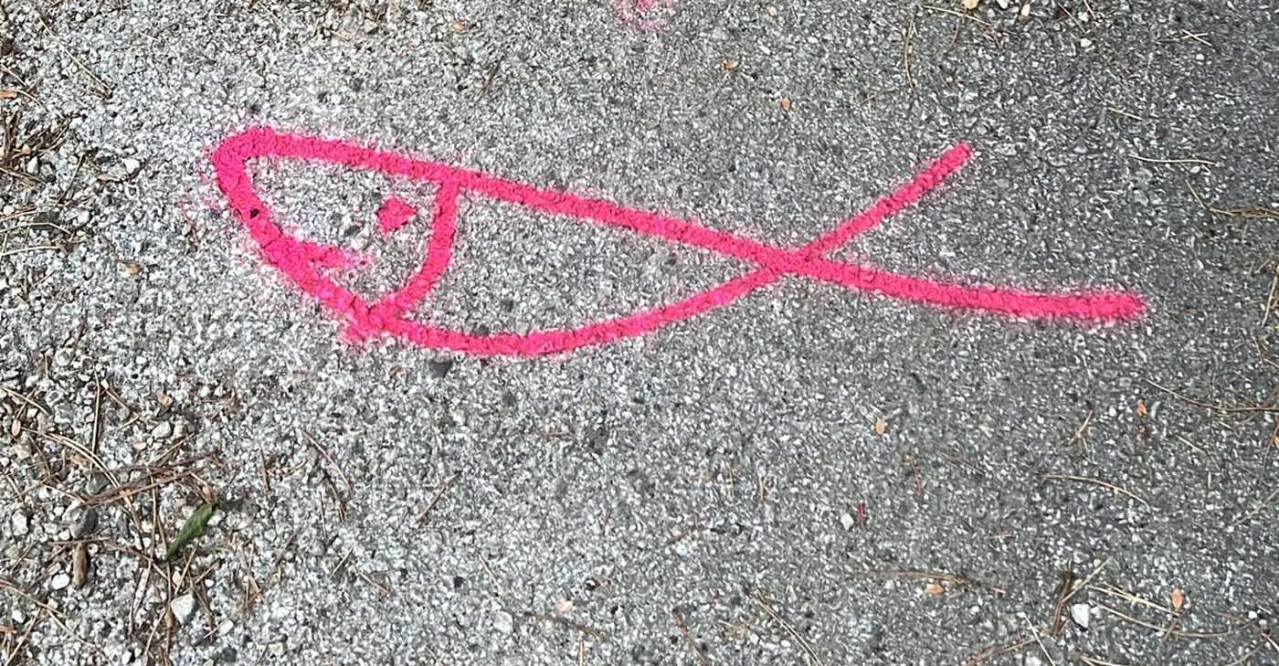 Pink Sardella sprayed on the ground along the trail